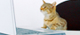 cat looking at computer